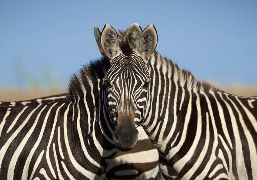 Тот самый снимок