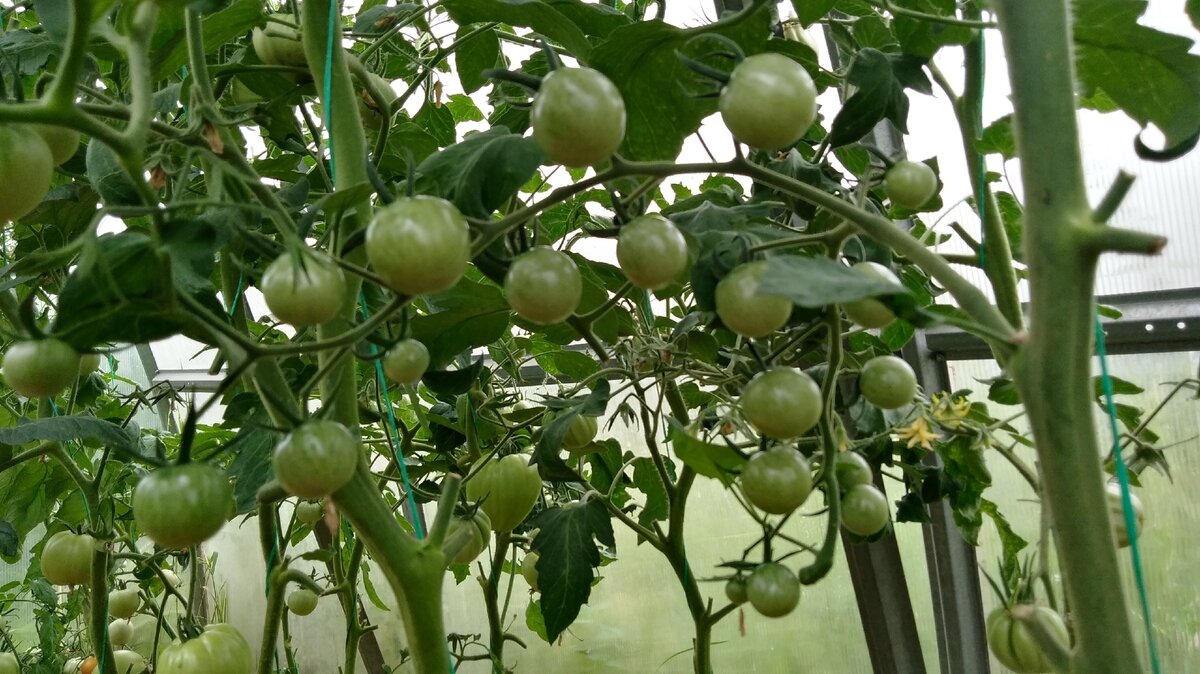 Чёрный жемчуг пока ещё зелёный.