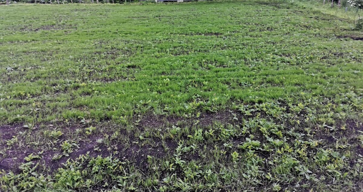 травка зеленеет