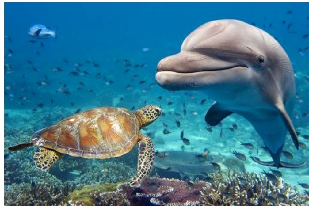 Фото взято из доступных сетей 