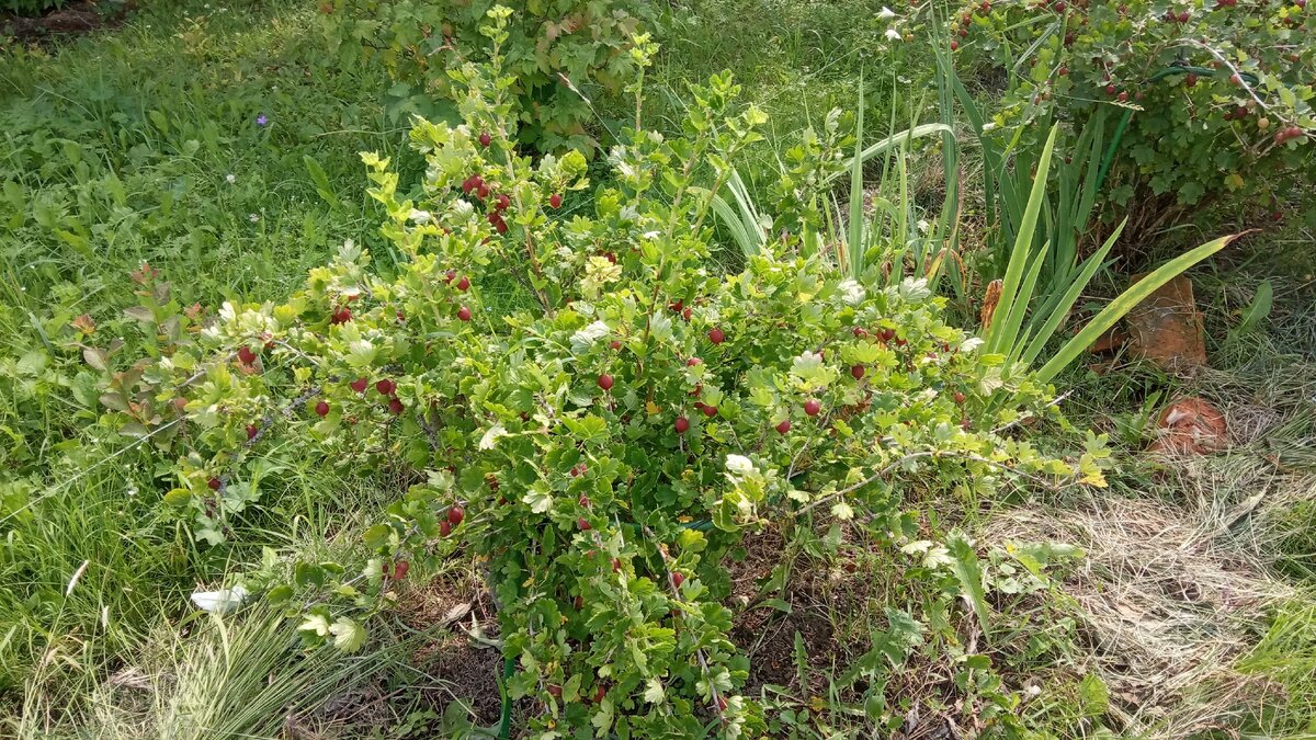 Ягоды на крыжовнике уже созрели