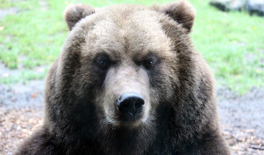 Фото: pixabay.com