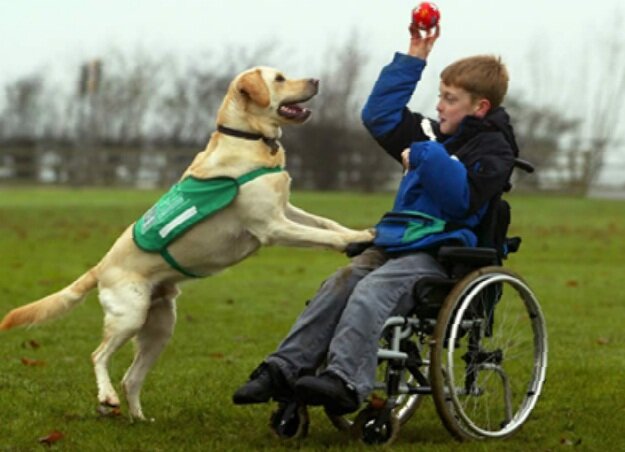 Собаки-терапевты всегда найдут общий язык с пациентами