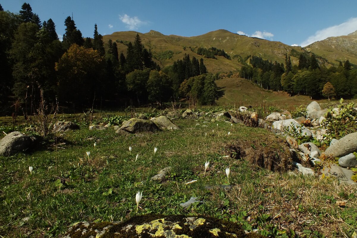 Альпийские луга в абхазии фото