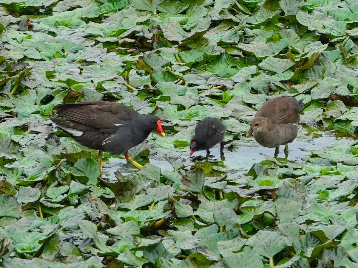Семья камышниц деловито ходит по травяной глади воды.

