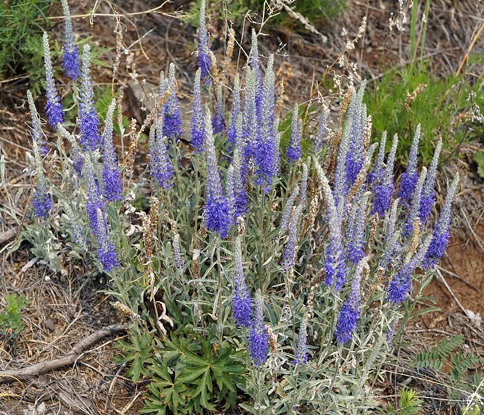 Вероника седая (Veronica incana L.) (фото из открытых источников)