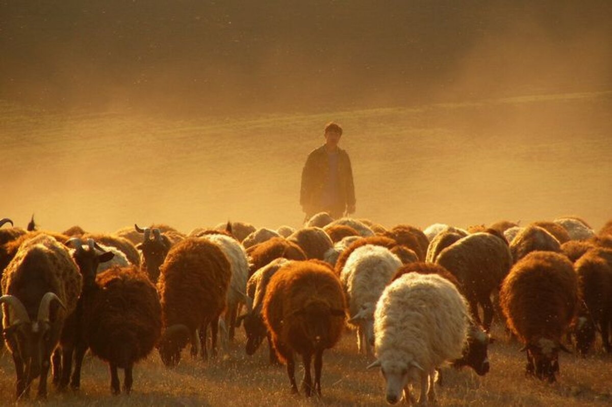Пасу овечек. Пастух пасет Отару овец. Пастух с овцами. Чабан пасет овец. Отара овец.
