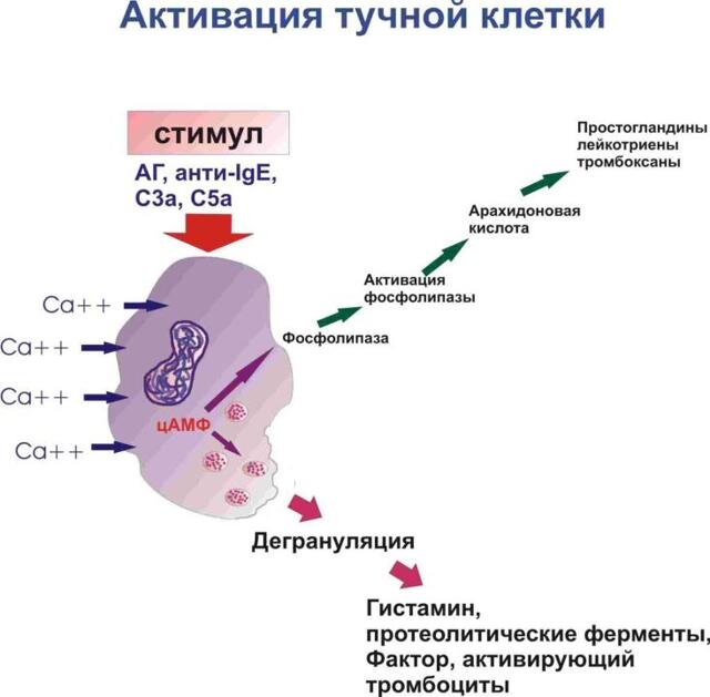 Куда пропали пчёлы