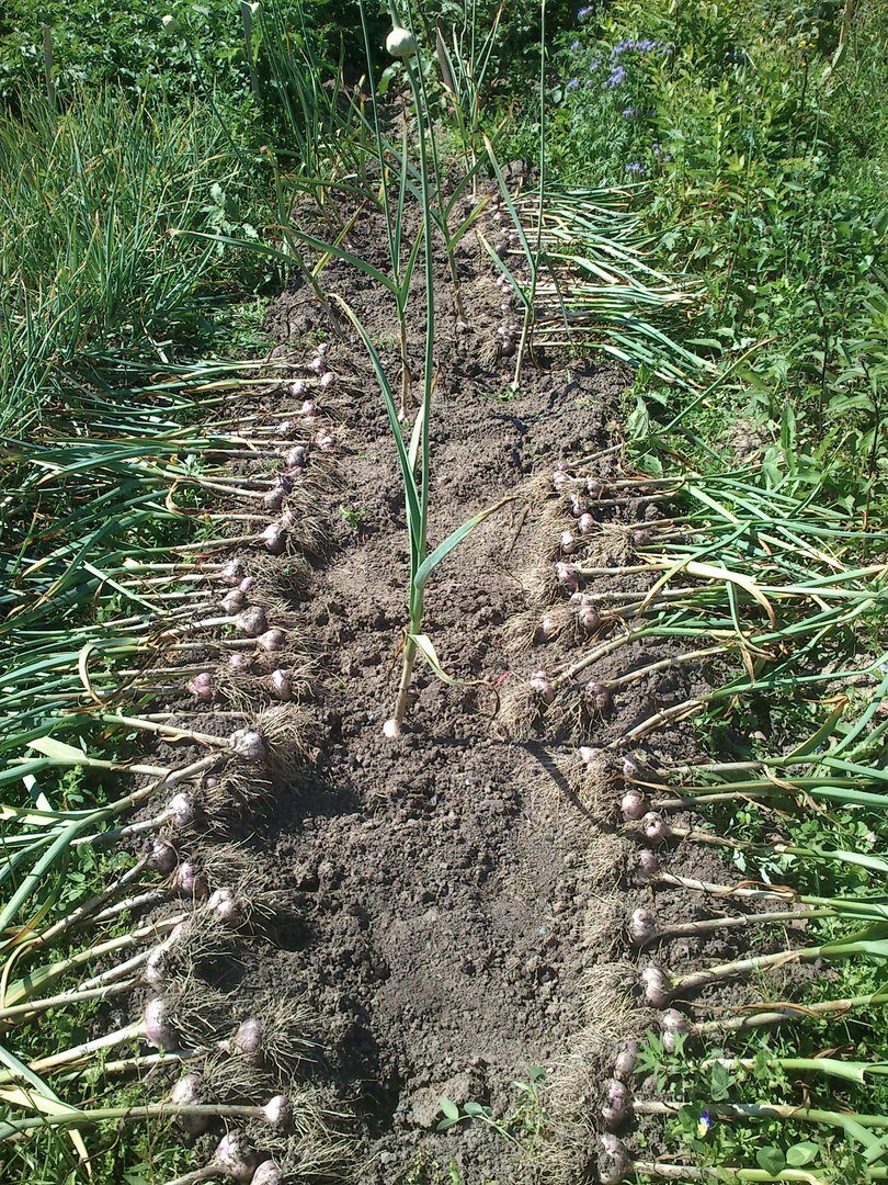 Фото автора, ЧЕСНОК ТОЖЕ АВТОРА!