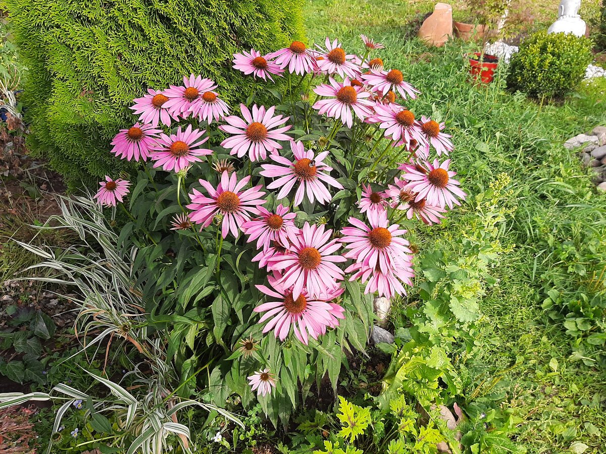 Эхиноцея украшения нашего сада