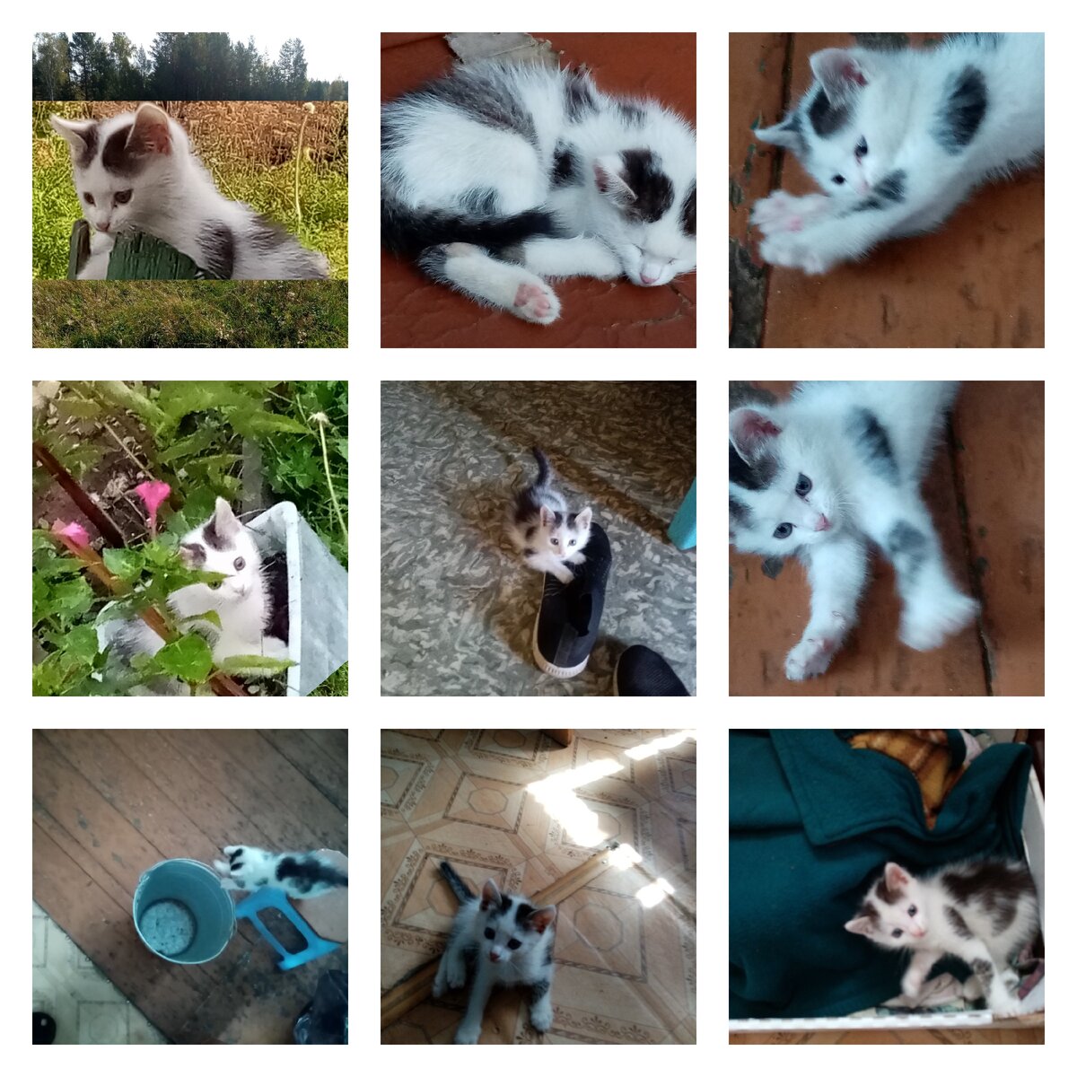 Это наш "Босс". Личные фотографии.