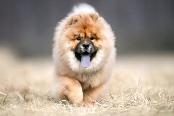 (Чау-чау) 
Вы интроверт. Это собака упрямая, для учёных зануд