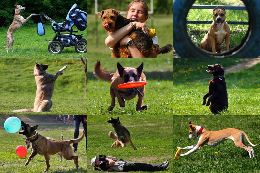 Это картинка из интернета,где запечатлены кадры дрессировки.