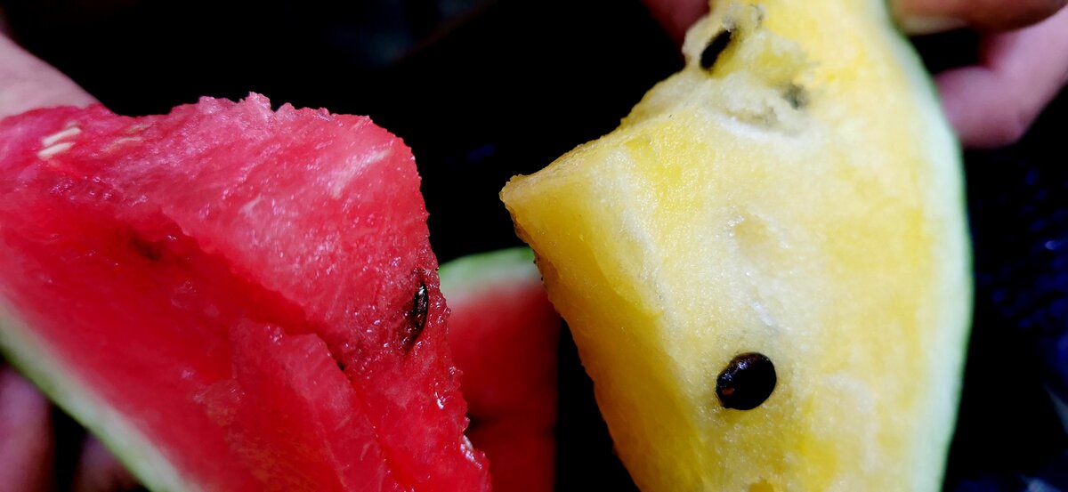 Купили на море жёлтый арбуз. Рассказываю, стоит ли его брать и чем он ...