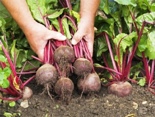 Уборка свеклы: когда собирать урожай на хранение с грядки | Сроки сбора в Подмосковье и других регионах | Как понять, что она созрела?