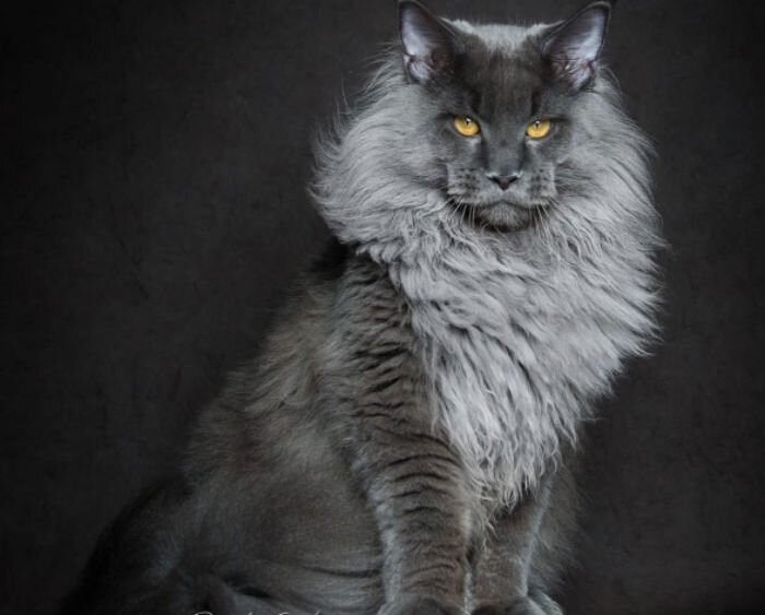 Представители этой породы кошек популярны и в России, и за ее пределами. Они считаются крупными котами. Выглядят шикарно и привлекательно. У них мощное атлетическое тело, проницательный взгляд.

