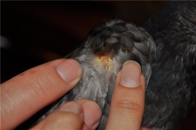 Трихомоноз голубей (трихомонозная дифтерия). Все о голубях