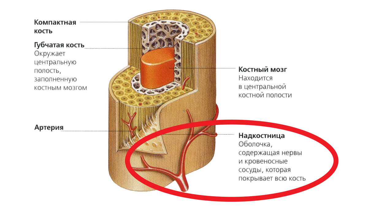 Чем покрыта кость снаружи. Надкостница анатомия человека. Строение надкостницы анатомия. Строение кости эндост периост. Строение надкостницы гистология.