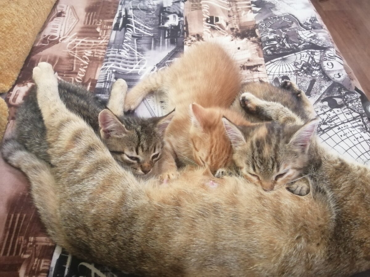 Кошка Тося и котята