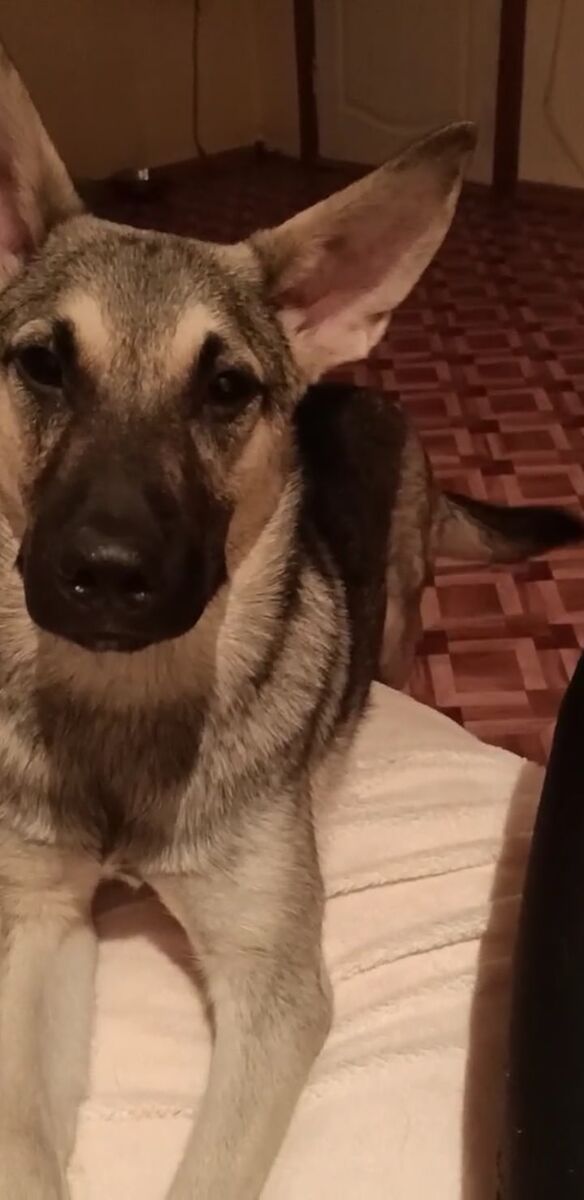 А собаченьку любят, раз на ручках по подъезду таскают )))