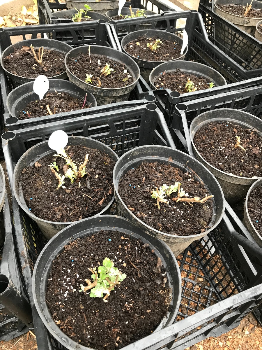 обрезала хризантемы, оставила 3-5 см, уже видна молодая поросль