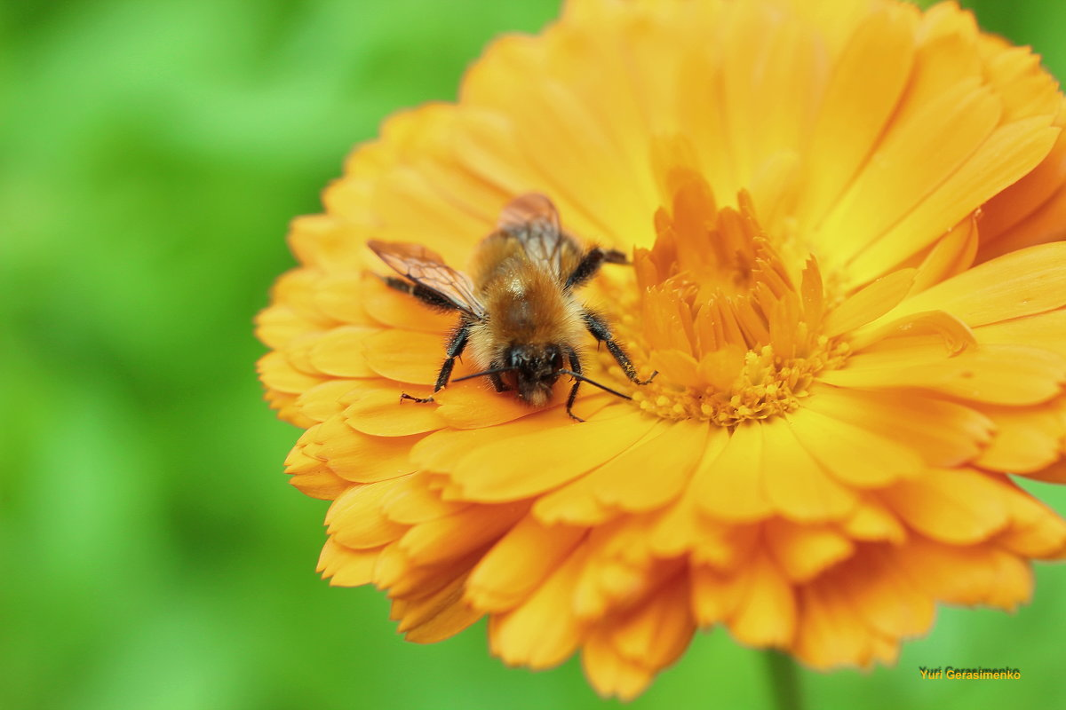 Пчела захмелела и лежит на цветке. Источник: http://fotokto.ru/photo/view/952799.html