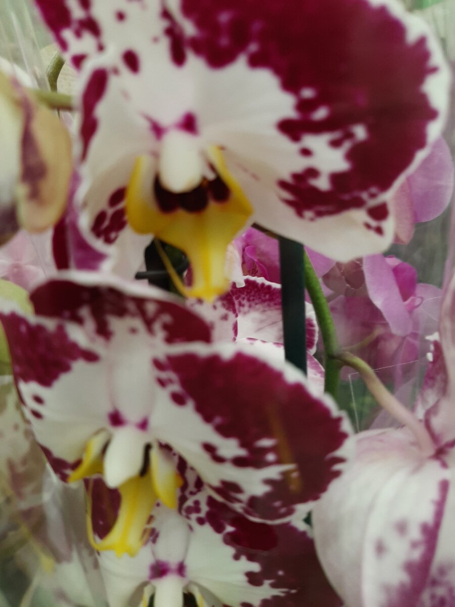 Похоже этим  орхидеям без разницы, что за окном зима и скоро наступит новый год. 