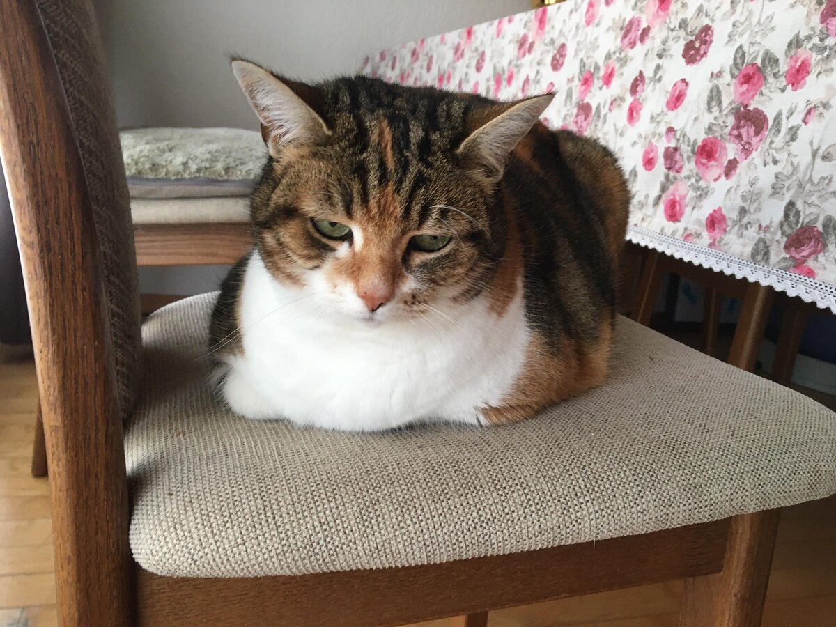 Любовь моего сердца - моя Люси