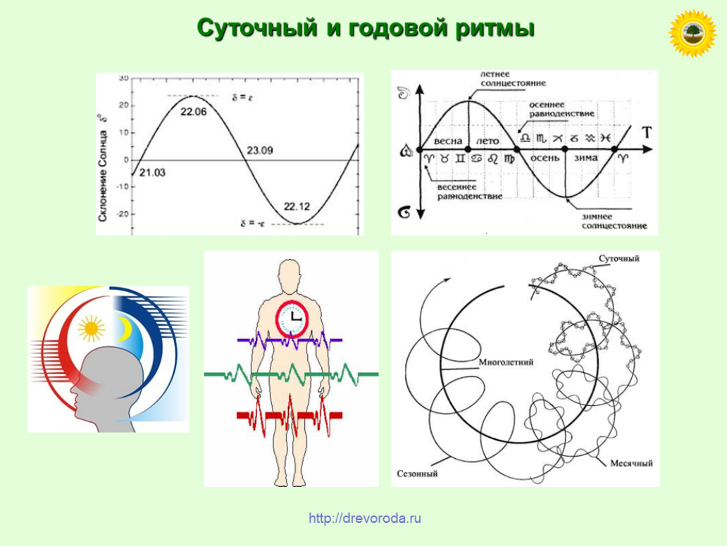 Физический цикл. Физический цикл биоритмов человека. Биоритмы циркадные ритмы. Суточные биологические ритмы. Суточные биоритмы человека.