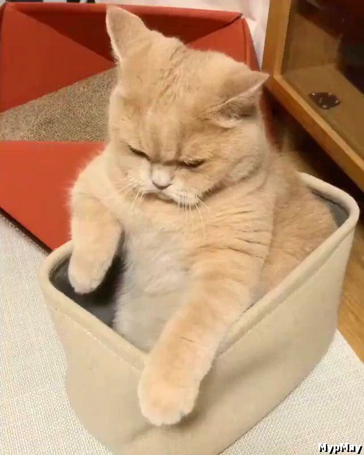 Да, я еще маленький, но скоро вырасту!