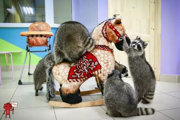 Еноты люберцы. Еноты люберцы. Планета енотов люберцы. Еноты много. Планета енот.