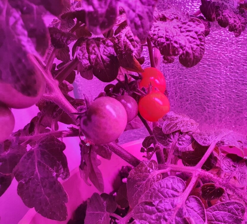 Для тех, кто думает, что я сам покрасил помидоры на фото листайте следующее