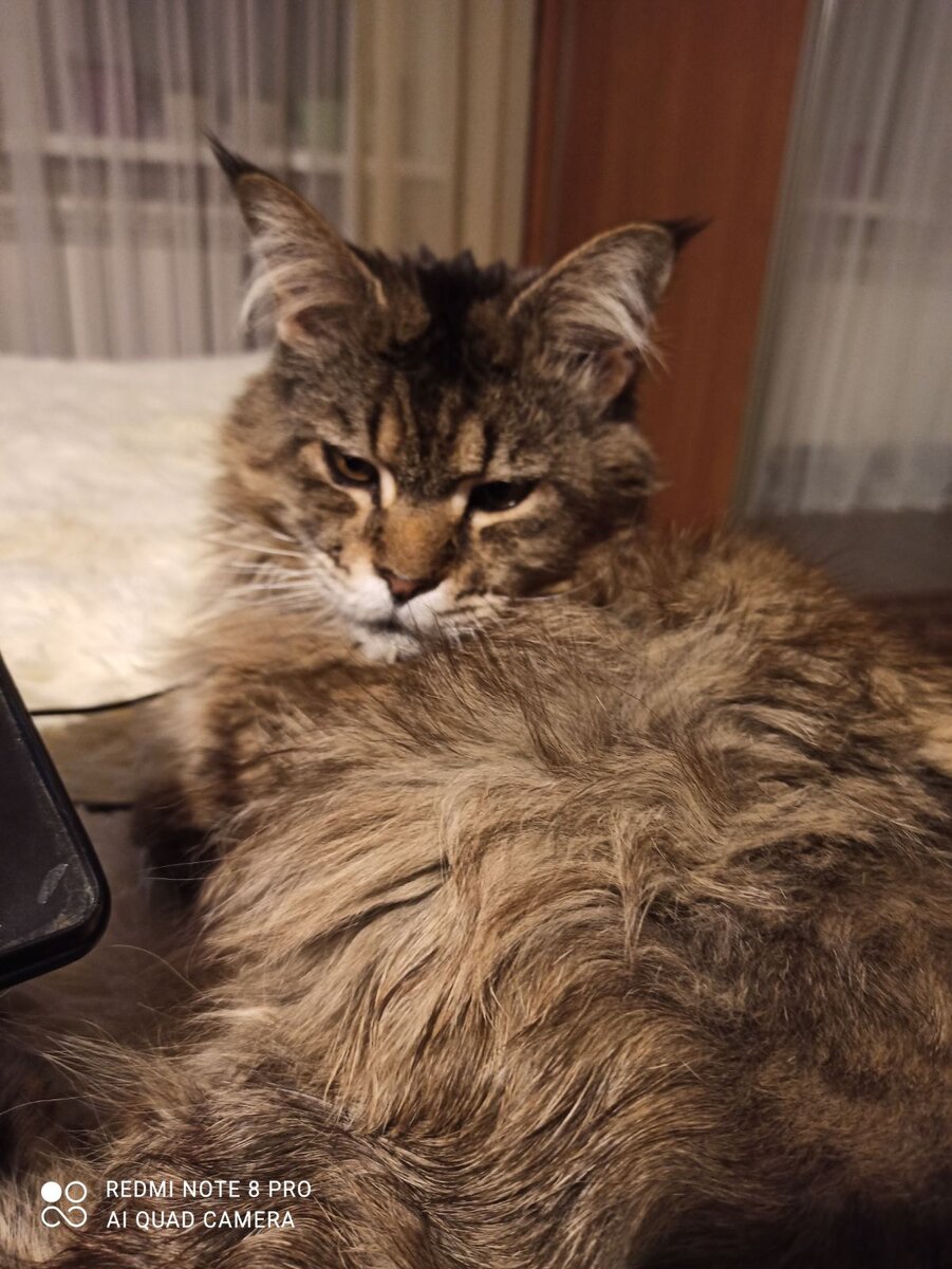 Серьезный кот Кузя