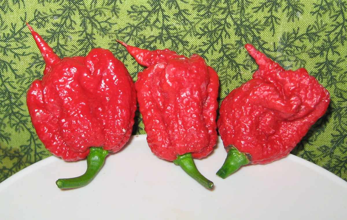 Это Carolina Reaper («Кароли́нский жнец») — сорт чили, занесённый в книгу рекордов Гиннесса как самый острый перец в мире. Фото: wikipedia.org