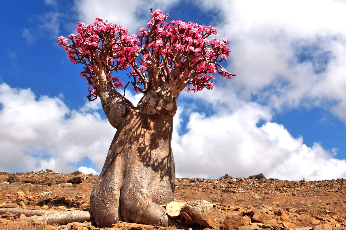 Бутылочное дерево природная зона. Остров Сокотра Йемен. «Адениум тучный Сокотра. Растения острова Сокотра. Сокотра цветение.