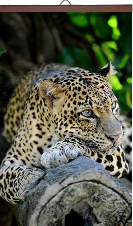 В данной серии гибких нагревателей в качестве нагревательных элементов используется угольная нить.