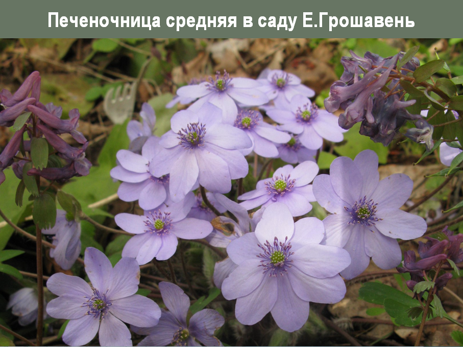 Про печеночницы, которые стоит посадить. Часть 4: где купить. Крутейшие ...