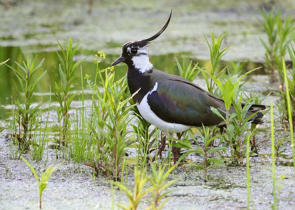 Фото чибиса. Чибис Vanellus Vanellus. Чибис пигалица. Чибис пигалица птица. Полевой Чибис.