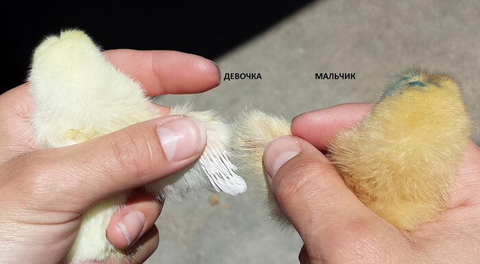 Петушок или курочка — можно ли отличить цыплят?