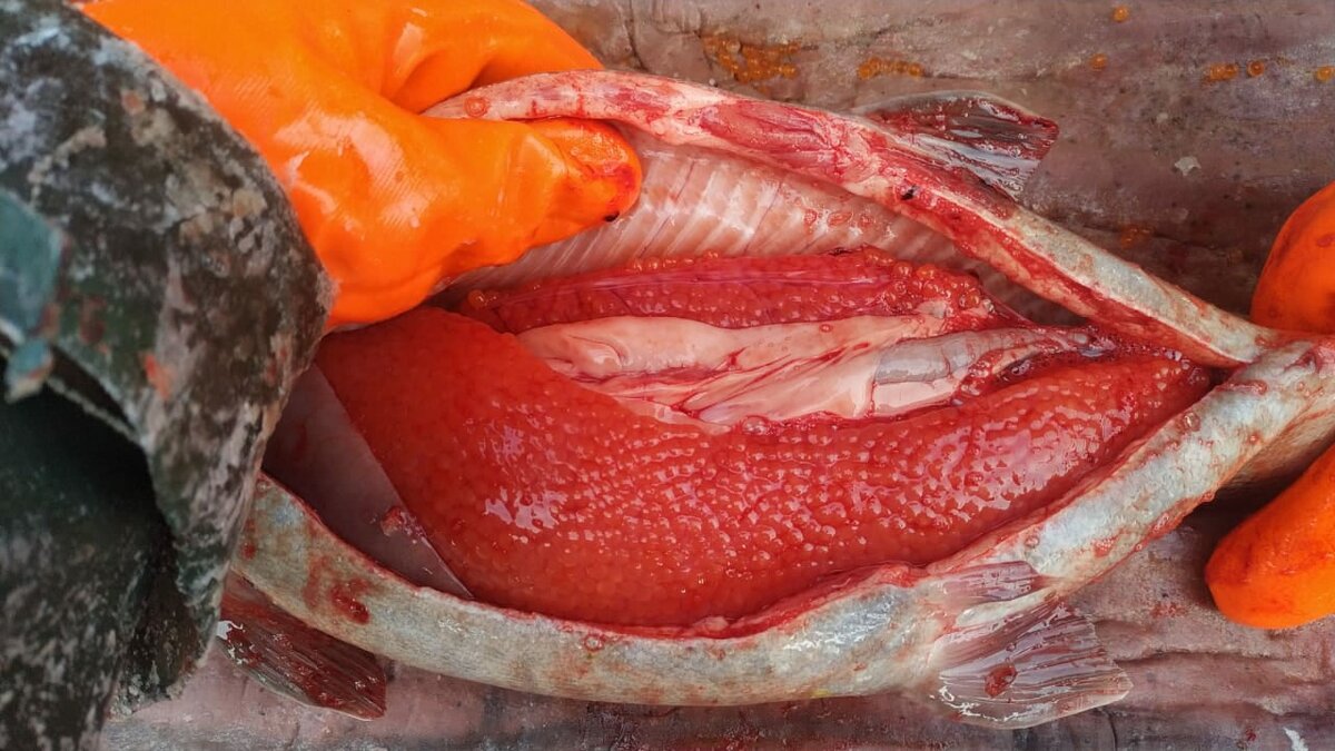 Форель, которую мы продавали в декабре 2020 г. Продавали непотрошёную, вместе с икрой