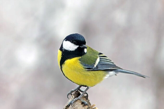 Синица - 90 звуков