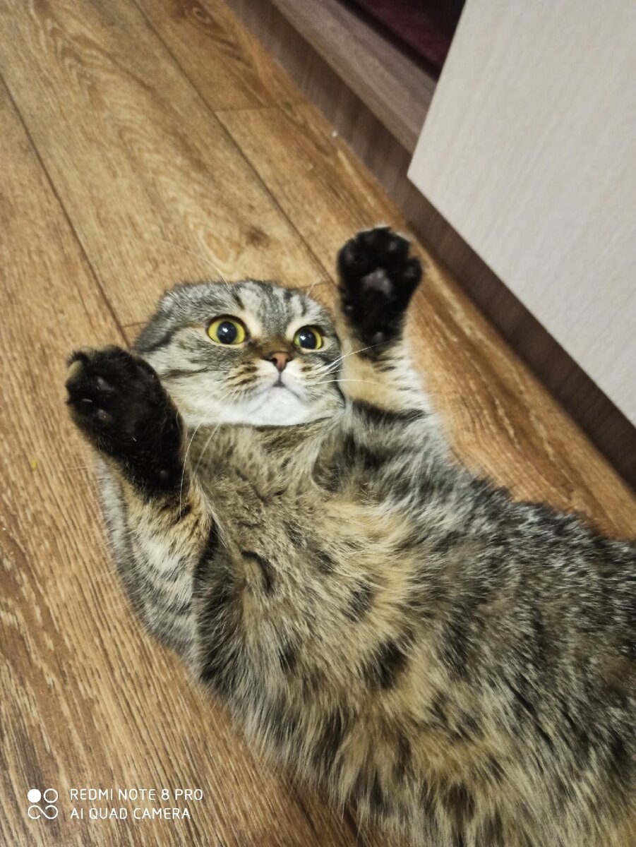 Мася не в очень хорошем настроении 