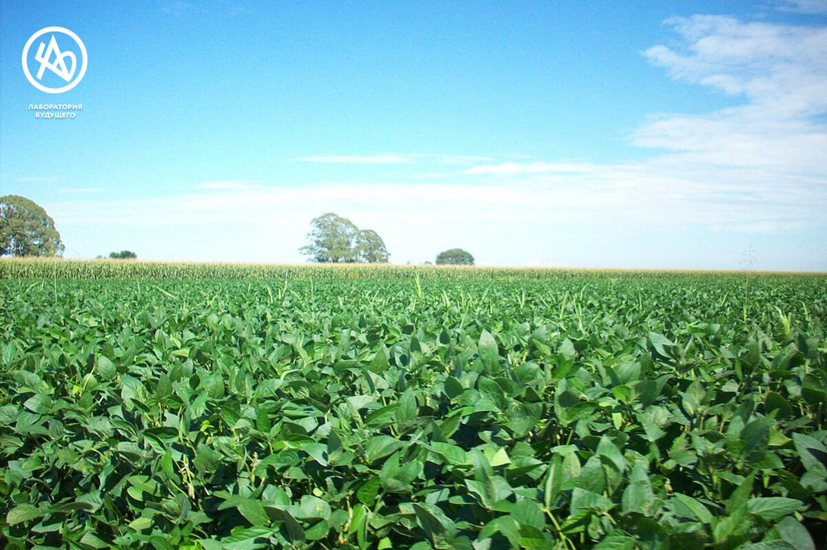  На фото - плантация сои.