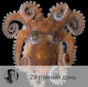 Подписывайтесь и ставьте 👍
29-ый лунный день с 07:16 12-ого по 07:28 30-ого. 🔆 Самый тяжелый день лунного месяца
🐙 Символ дня – спрут, гидра
🎂 Люди, рождённые в этот лунный день, сражаются и набивают шишки на протяжении всей жизни. Им необходима поддержка близких, терпении и упорство, а не надежда на удачу.
💍 Камни - черный жемчуг, опал, перламутр.
🌚 Этот день рекомендуется провести максимально тихо и спокойно. С данным периодом лунного цикла связан с царём Иродом, а символами являются спрут, осьминог и гидра. Это наиболее опасный день лунного месяца, в течение которого жизненная энергия очень слаба. Желательно, чтобы в течение тёмного времени этих суток в доме горели свечи, лучше — церковные. Избегайте негативных мыслей и случайных людей, даже мысленно не планируйте ничего, не начинайте новых дел, а перед сном обязательно примите  душ, представляя, как вода смывает с вас плохую энергетику! Держите под контролем свой разум.
✅ Рекомендуемые практики: смирение, активное противостояние негативным мыслям, защита.
Рекомендуется покаяние, пост и воздержание. Сегодня надо быть очень внимательным, трудности в этот день является благом. Это знак того, что вам показывает проблемы, над которыми надо поработать.
💊 В этот день обостряются психические заболевания и депрессивные состояния. Держите под контролем свой разум.
❌Запрещено: торопиться и разговаривать во время еды, уходить от дел.
Избегайте мутной воды и тумана. Очень опасно сегодня торопиться во время еды. Можно подавиться либо принять в себя негативную энергию. Нельзя за едой говорить, смотреть телевизор, слушать радио. Нельзя в этот день уходить от дел, а все начатое надо завершать.
⭕️Уязвимые органы: ягодицы, прямая кишка.
Сегодня нельзя делать уколы, противопоказаны процедуры с прямой кишкой.
⚠️ Знак:
Проблемы в этой области показывают, что у вас плохая защита.
💤 Сны этих суток могут быть неприятными, но они ничего не значат.

—————
🔭 Астрологические консультации онлайн и лично 👉 numeromagic.ru/uslugi