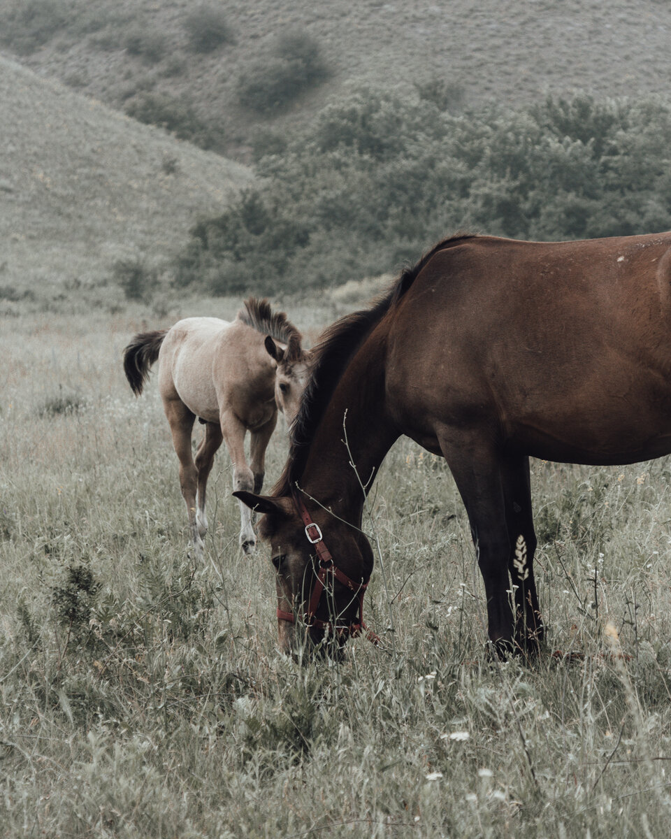 Жеребенок возле своей матери