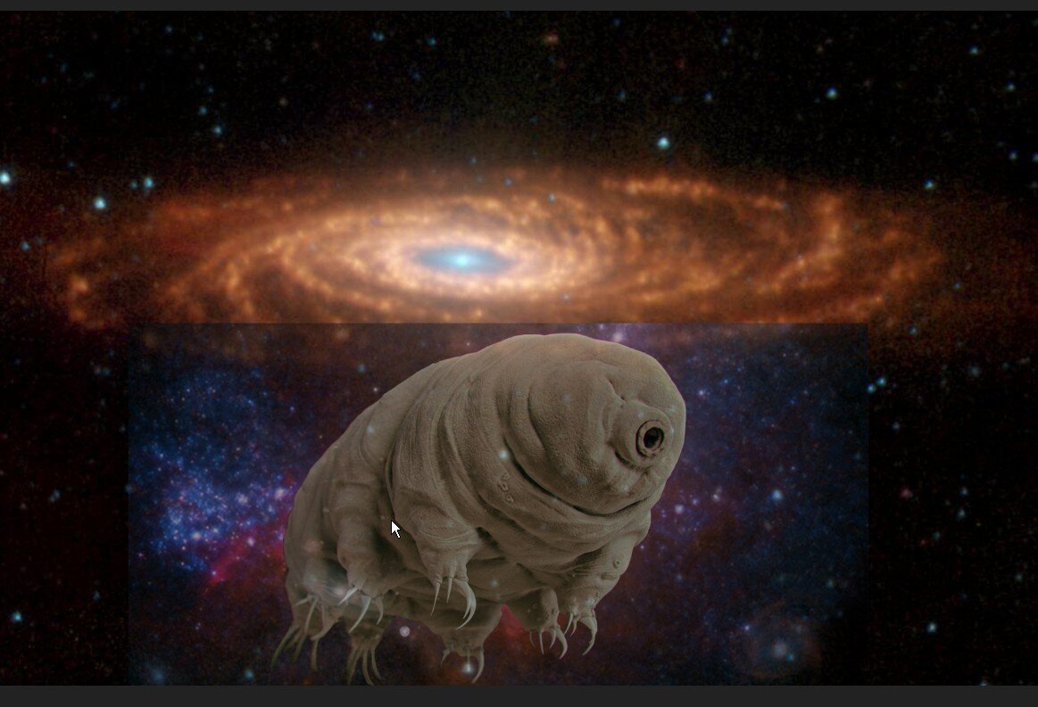 Известно более 1000 видов тихоходок. Это уникальное беспозвоночное крайне живучее. Недавно ее нашли даже в условиях открытого космоса на МКС. Источник-https://ru.wikipedia.org/wiki/%D0%A2%D0%B8%D1%85%D0%BE%D1%85%D0%BE%D0%B4%D0%BA%D0%B8