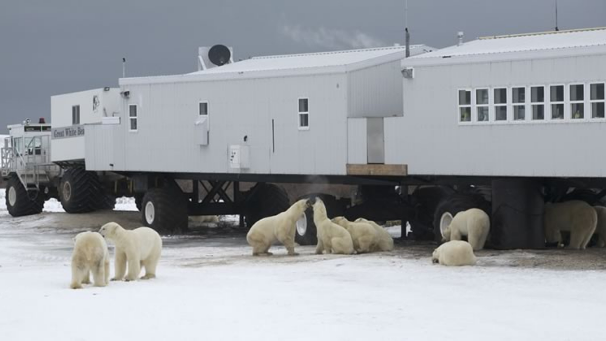 Из окон отеля можно наблюдать медведей. Источник: https://bit.ly/38I2aOZ