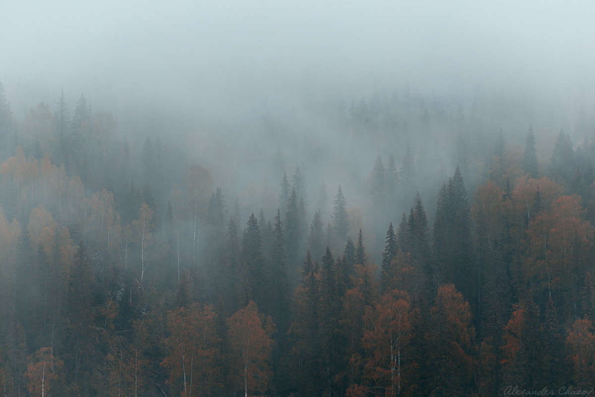 Яндекс. Картинки