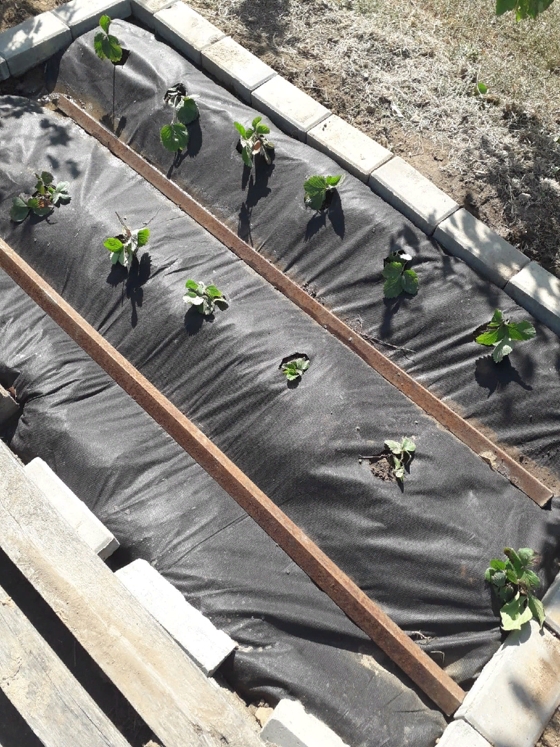 Наша грядка