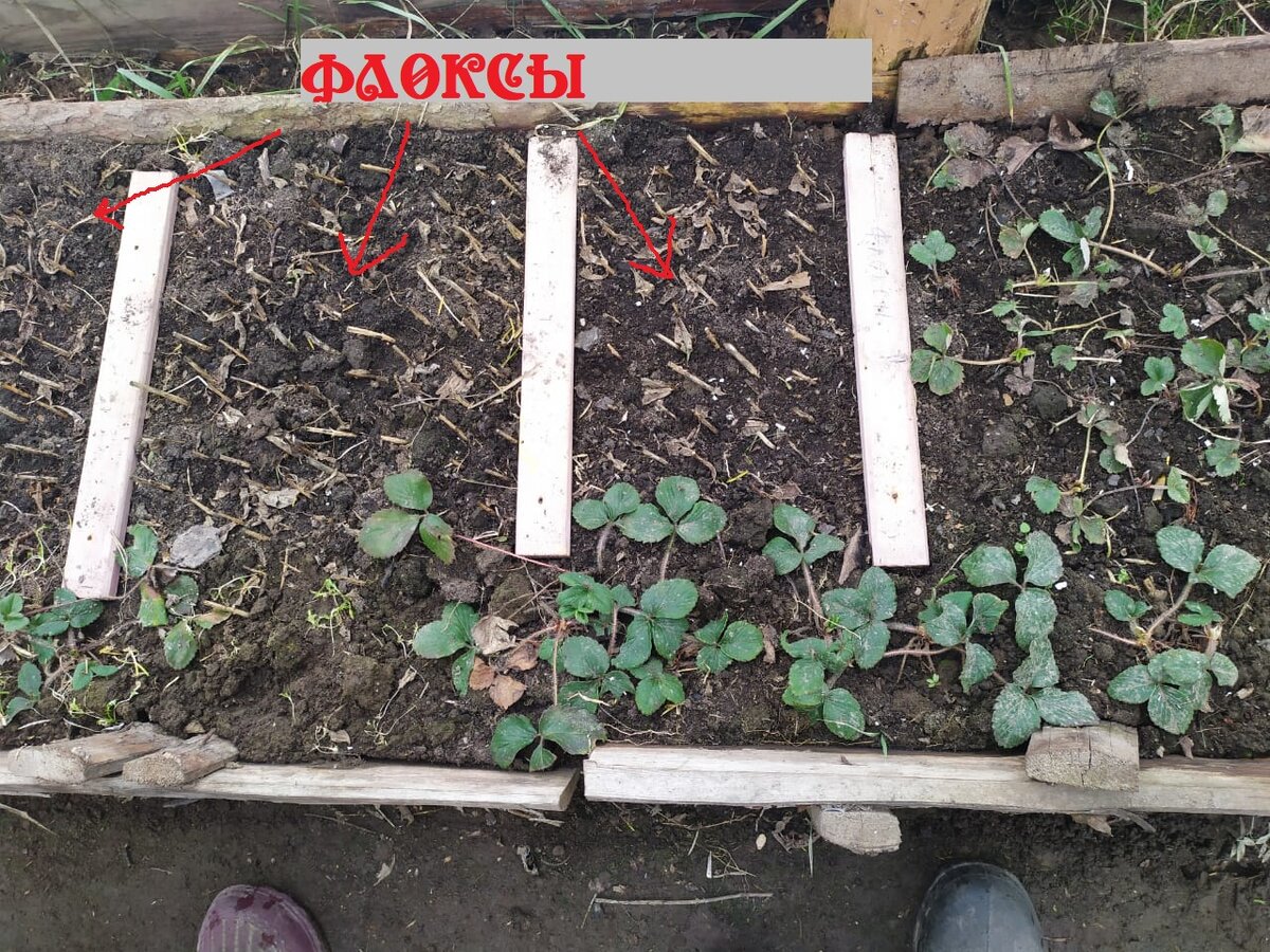 флоксы с клубникой